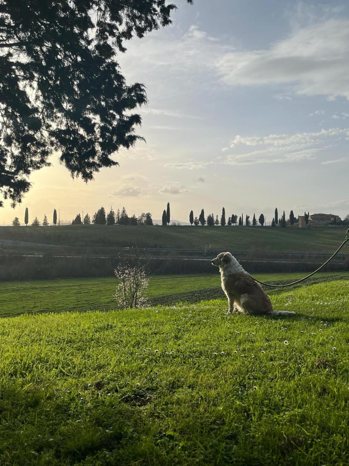Agriturismo La Torre Di Monsindoli เซียนา ภายนอก รูปภาพ